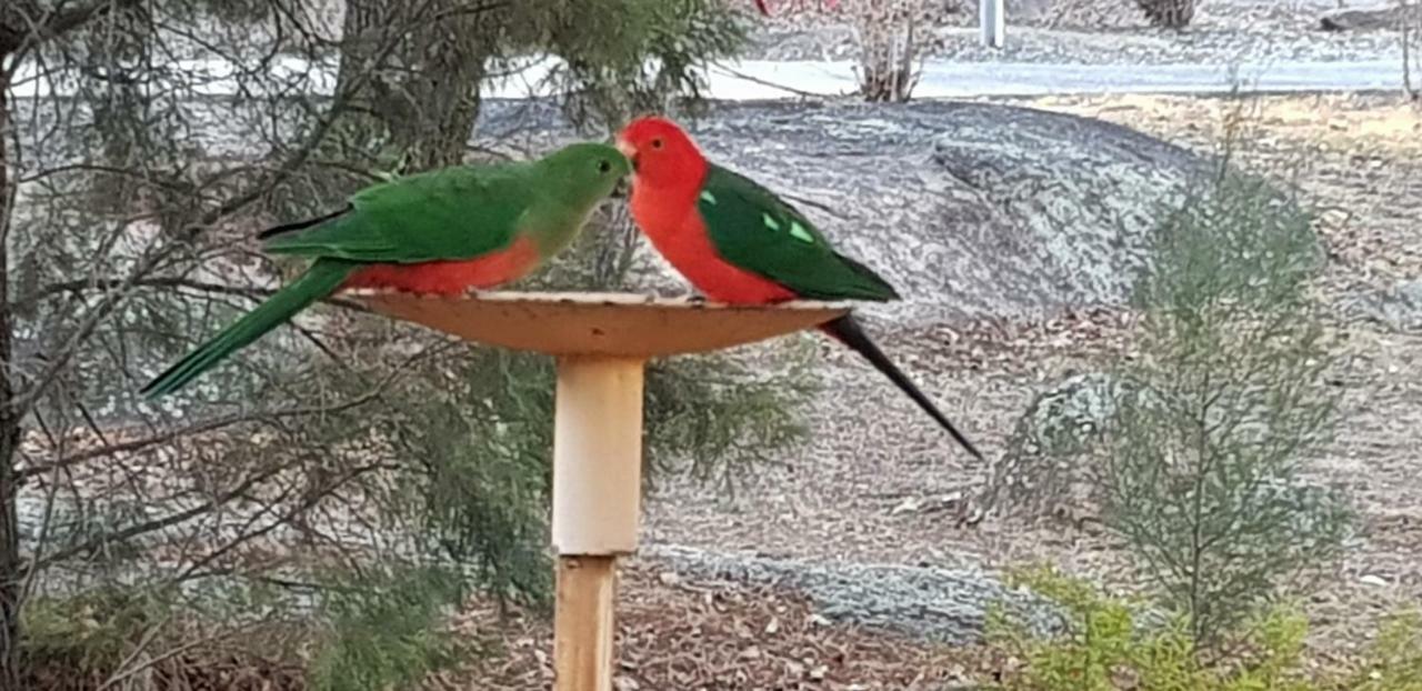 Murray Gardens Motel Stanthorpe Eksteriør billede